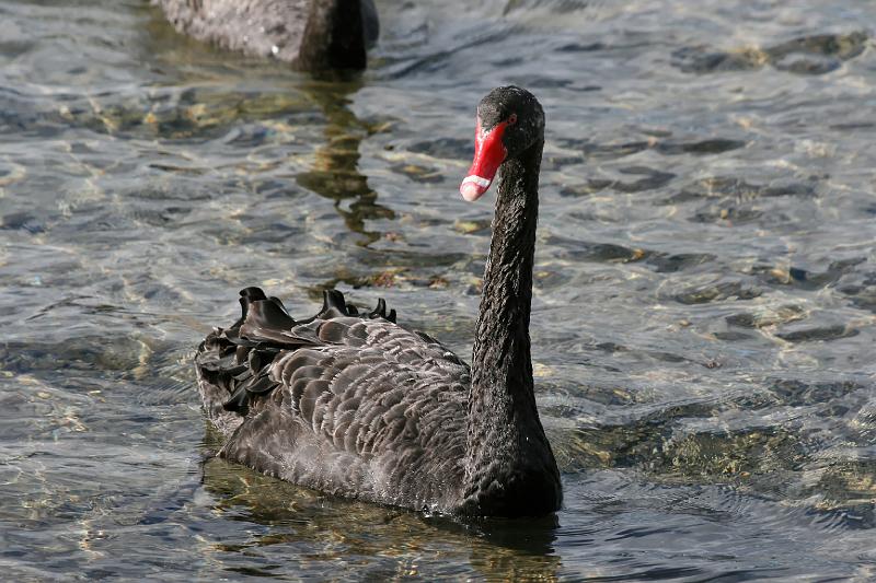 2007 04 17 Rotorua 009_DXO.jpg